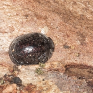 Trachymela sp. (genus) at Yerrabi Pond - 24 May 2024