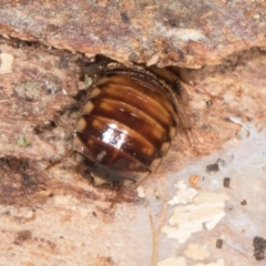 Robshelfordia sp. (genus) (A Shelford cockroach) at Gungahlin, ACT - 24 May 2024 by AlisonMilton