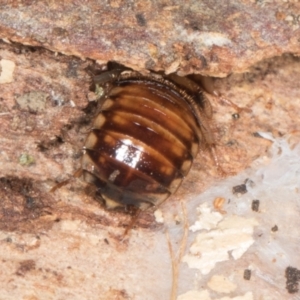 Robshelfordia sp. (genus) at Yerrabi Pond - 24 May 2024