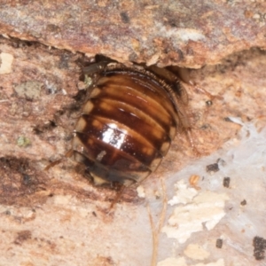 Robshelfordia sp. (genus) (A Shelford cockroach) at Yerrabi Pond by AlisonMilton