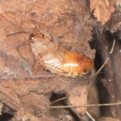 Robshelfordia sp. (genus) at Yerrabi Pond - 24 May 2024 02:14 PM