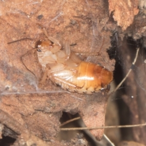 Robshelfordia sp. (genus) at Yerrabi Pond - 24 May 2024