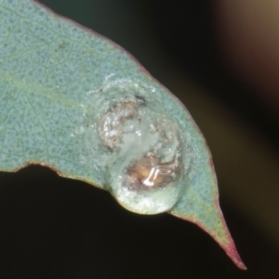 Glycaspis sp. (genus) at Gungahlin, ACT - 24 May 2024 by AlisonMilton