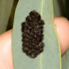 Unidentified Insect at Scullin, ACT - 29 Apr 2024 by AlisonMilton