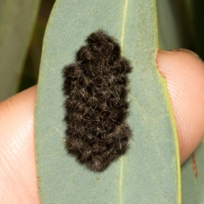 Unidentified Insect at Scullin, ACT - 29 Apr 2024 by AlisonMilton