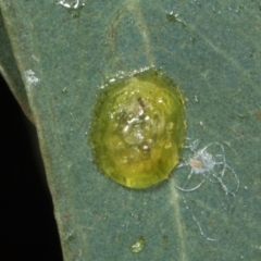Glycaspis sp. (genus) at Gungahlin, ACT - 24 May 2024 by AlisonMilton