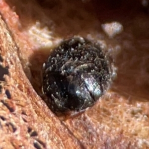 Trachymela sp. (genus) (Brown button beetle) at Gungahlin, ACT by Hejor1