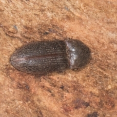 Unidentified Click beetle (Elateridae) at Gungahlin, ACT - 24 May 2024 by AlisonMilton