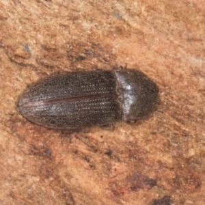Unidentified Click beetle (Elateridae) at suppressed by AlisonMilton