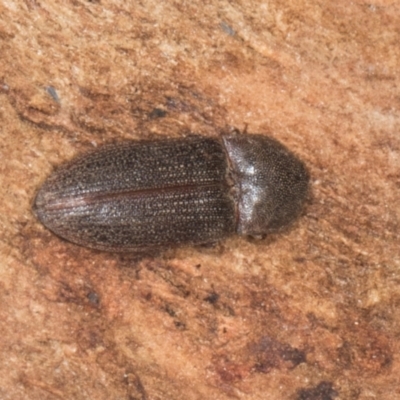 Unidentified Click beetle (Elateridae) at Gungahlin, ACT - 24 May 2024 by AlisonMilton