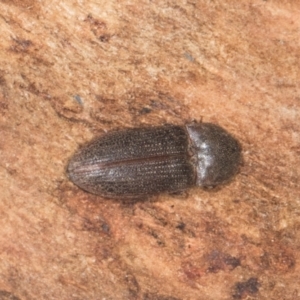 Agrypnus sp. (genus) at Yerrabi Pond - 24 May 2024