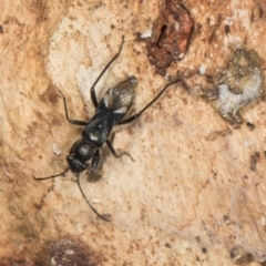Daerlac nigricans (Ant Mimicking Seedbug) at Gungahlin, ACT - 24 May 2024 by AlisonMilton