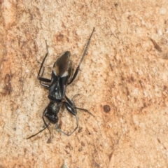 Daerlac nigricans at Yerrabi Pond - 24 May 2024