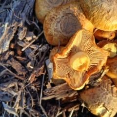 Gymnopilus junonius (Spectacular Rustgill) at Watson, ACT - 3 Jun 2024 by MAX