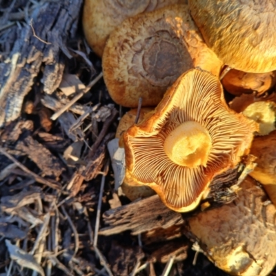 Unidentified Cap on a stem; gills below cap [mushrooms or mushroom-like] at Watson, ACT - 3 Jun 2024 by MAX