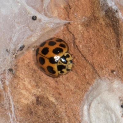 Harmonia conformis (Common Spotted Ladybird) at Gungahlin, ACT - 24 May 2024 by AlisonMilton