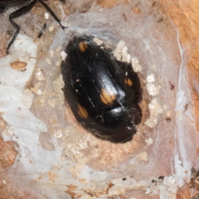 Paropsisterna octosignata (Eucalyptus leaf beetle) at Gungahlin, ACT - 24 May 2024 by AlisonMilton