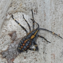 Amorbus atomarius (Eucalyptus Tip-wilter Bug) at Gungahlin, ACT - 24 May 2024 by AlisonMilton