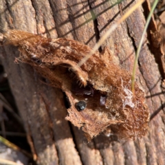 Lepidoptera unclassified IMMATURE (caterpillar or pupa or cocoon) at Gungahlin, ACT - 2 Jun 2024 by Hejor1