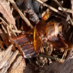 Lepidoptera unclassified IMMATURE at Gungahlin, ACT - 2 Jun 2024