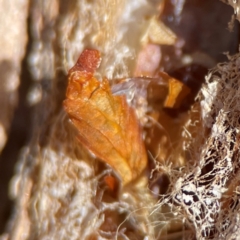 Lepidoptera unclassified IMMATURE at Gungahlin, ACT - 2 Jun 2024