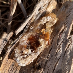 Lepidoptera unclassified IMMATURE moth at Gungahlin, ACT - 2 Jun 2024