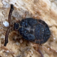 Aradellus cygnalis (An assassin bug) at Gungahlin, ACT - 2 Jun 2024 by Hejor1