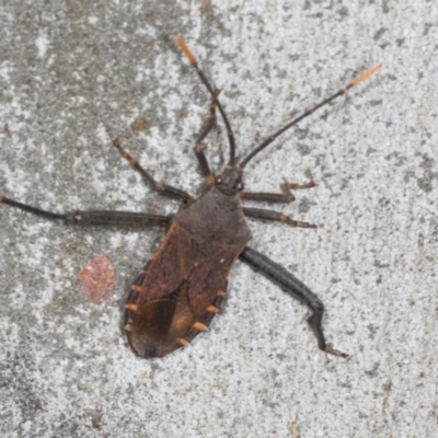 Unidentified Shield, Stink or Jewel Bug (Pentatomoidea) at Gungahlin, ACT - 24 May 2024 by AlisonMilton