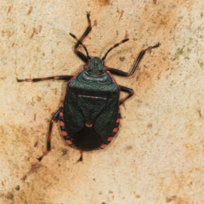Diemenia rubromarginata (Pink-margined bug) at Gungahlin, ACT - 24 May 2024 by AlisonMilton