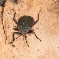 Diemenia rubromarginata at Yerrabi Pond - 24 May 2024