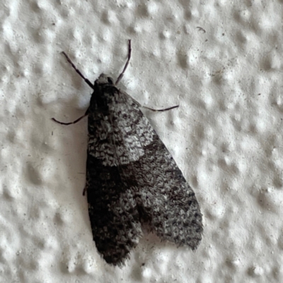 Lepidoscia heliochares (Lepidoscia heliochares) at Braddon, ACT - 25 May 2024 by Hejor1