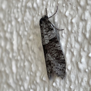 Lepidoscia heliochares at City Renewal Authority Area - 25 May 2024 12:48 PM