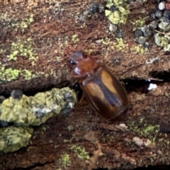 Coleoptera (order) at Gungahlin, ACT - 2 Jun 2024 by Hejor1