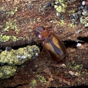 Carabidae sp. (family) at Gungahlin, ACT - 2 Jun 2024