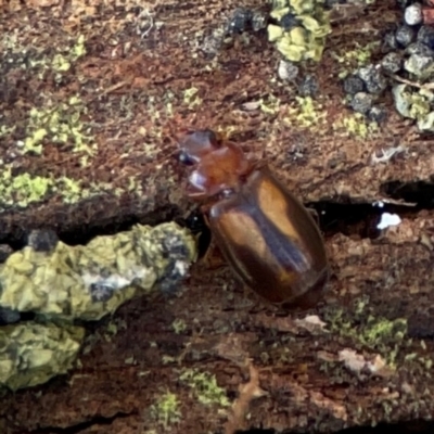 Carabidae sp. (family) (A ground beetle) at Gungahlin, ACT - 2 Jun 2024 by Hejor1