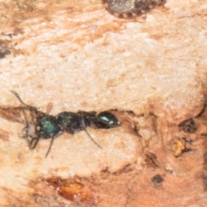 Rhytidoponera sp. (genus) (Rhytidoponera ant) at Gungahlin, ACT by AlisonMilton