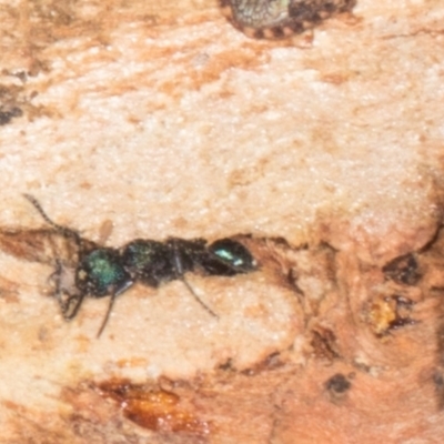 Rhytidoponera sp. (genus) (Rhytidoponera ant) at Gungahlin, ACT - 24 May 2024 by AlisonMilton