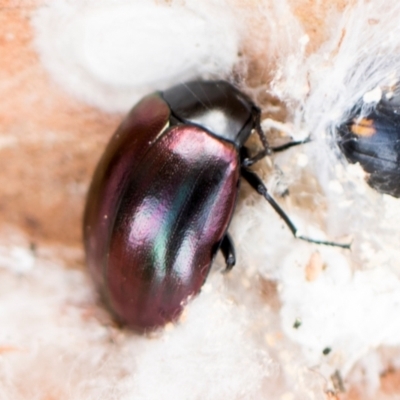 Chalcopteroides columbinus (Rainbow darkling beetle) at Gungahlin, ACT - 24 May 2024 by AlisonMilton