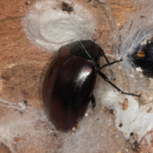 Chalcopteroides spectabilis at Yerrabi Pond - 24 May 2024