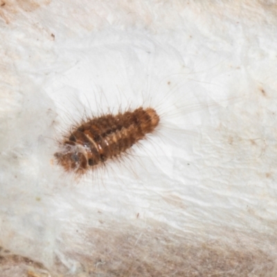 Dermestidae sp. (family) (Dermestid, carpet or hide beetles) at Yerrabi Pond - 24 May 2024 by AlisonMilton