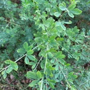 Genista monspessulana at Mount Ainslie to Black Mountain - 3 Jun 2024