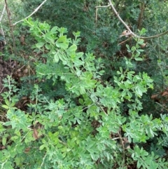 Genista monspessulana at Mount Ainslie to Black Mountain - 3 Jun 2024