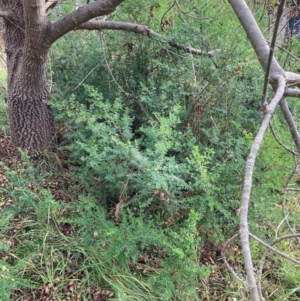 Genista monspessulana at Mount Ainslie to Black Mountain - 3 Jun 2024