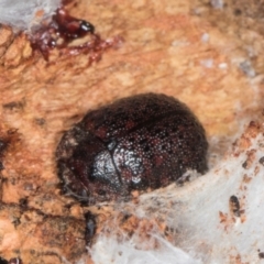 Trachymela sp. (genus) (Brown button beetle) at Gungahlin, ACT - 24 May 2024 by AlisonMilton