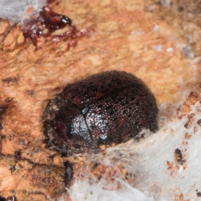 Trachymela sp. (genus) (Brown button beetle) at Gungahlin, ACT - 24 May 2024 by AlisonMilton