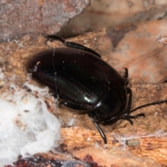 Chalcopteroides sp. (genus) (Rainbow darkling beetle) at Gungahlin, ACT - 24 May 2024 by AlisonMilton