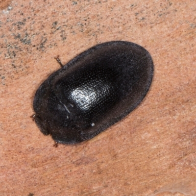 Pterohelaeus striatopunctatus (Darkling beetle) at Yerrabi Pond - 24 May 2024 by AlisonMilton