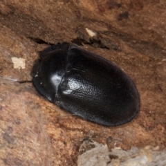 Pterohelaeus striatopunctatus at Yerrabi Pond - 24 May 2024