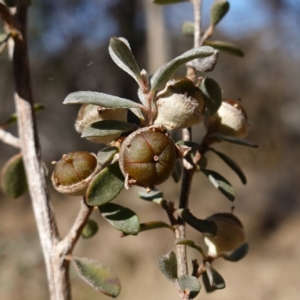 Leptospermum myrtifolium at Namadgi National Park - 9 Aug 2023 10:56 AM