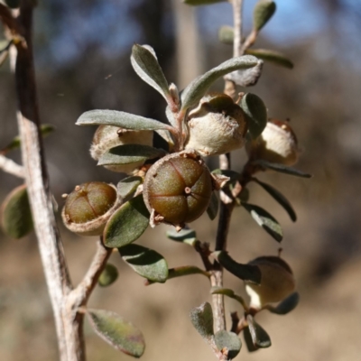 Leptospermum myrtifolium (Myrtle Teatree) at Namadgi National Park - 9 Aug 2023 by RobG1